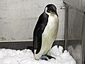 Lost penguin more lively after surgery in NZ