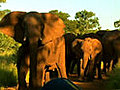 South Africa: Kruger National Park Safari