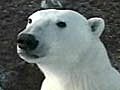 U.S. could designate polar bears a &#039;threatened&#039; species