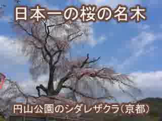 日本一の桜の名木