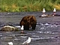 Bear in a Stream (June)