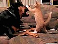 Kitten Wrestles Rottweiler