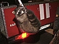 Raw Video: Raccoon on the Run in Russia