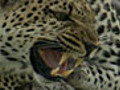 Eye of the Leopard