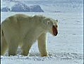 Oso polar a la caza de ballenas beluga