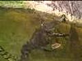 Крокодилы атакуют Латвию www.tv.runet.lt