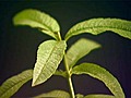 Spotlight on Herbs: Lemon Verbena