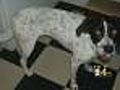 Stolen Dog Returned To Pet Store