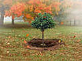 Fall Tree Care