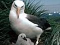 Bird’s eye: Albatrosses on the trail of killer whales