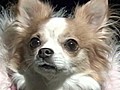 Chihuahua joins Japan’s police force