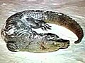 Un crocodile gelé retrouvé dans une  forêt polonaise