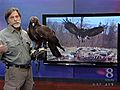 WILD MOMENTS: Golden Eagle Migration A Mystery