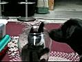Chat dans un bocal vs chien