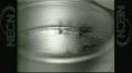 Boston Globe: Aerial attack on mosquitoes
