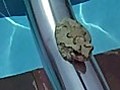 Camouflage Frog By The Pool