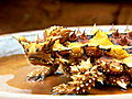 Weird Creatures: Thorny Devil