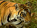 Save the Tiger: Be a tourist conservationist