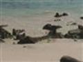 Galapagos Islands travel: Sea Lions on their beach...