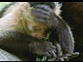 Natural World - Clever Monkeys (2008)