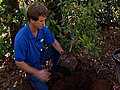 Gardeners&#039; Row: Planting Camellias with Benny Odum