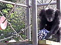 Animals: Chimp Goes Crazy Explained