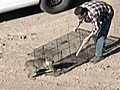 Bobcat released into Arizona desert