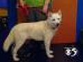 'Powder' - 3-Year-Old Male Husky #4120654