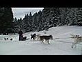 chiens de traineau dans les Hautes-Pyrénées - ALASKAN TEAM