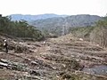 山