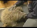 Porcupine Thinks He’s a Puppy