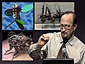 Movement in Biology: Insect Flight and Reverse Engineering