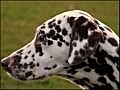 Dog Breeds-Dalmatian