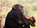 Compassionate Chimps