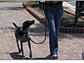 Dog Leash Training - Fading Your Hand Target