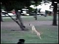 Dog Videos-Funny SlowMo