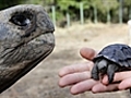 Galapagos Tortoise gives birth at ninety