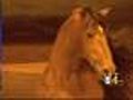 Moody: Cavalia Horses Run Without Restraint