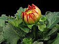 Time-lapse Of Blooming Red Dahlia 4 Isolated On Black Front Stock Footage