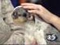 Petsaver: Baby girl puppy needs a home