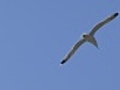 Floating seagull