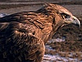 National Geographic Animals - Golden Eagle vs. Hares