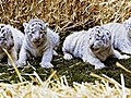 Seltener Nachwuchs bei weißen Tigern