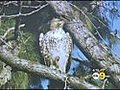 Red-Tailed Hawk Set Free After Being Nursed Back To Health