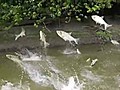 9RAW: Hundreds of fish leap out of river