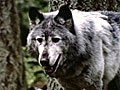 Earth Focus: Stop the Aerial Hunting of Wolves in Alaska