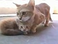 Mama Cat Comes to Rescue Her Little Kitten