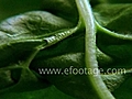 CLOSE-UP ON SPINACH - HD