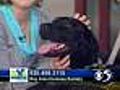 'Titan' - 9 Month Male Black Lab #2399884