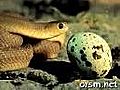 Snake Eating An Egg